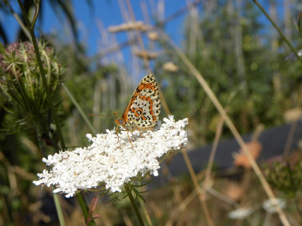 Melitaea didyma? S